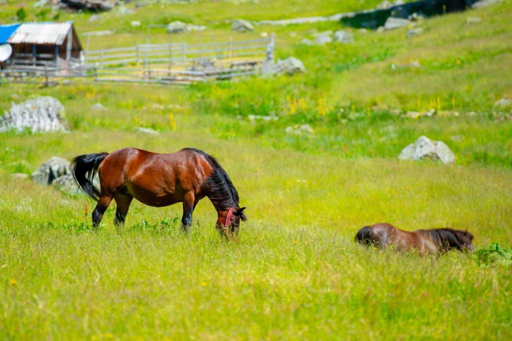 two horses grazing in a field of grass at Katun Senic in Berane