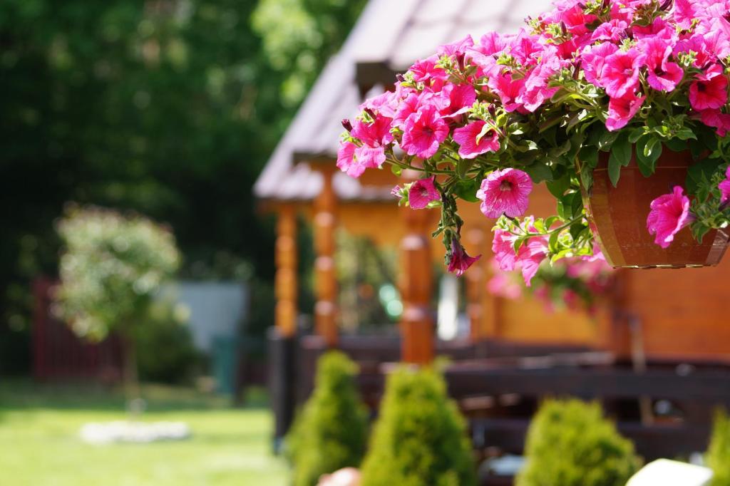 a pot of pink flowers in front of a house at 3 Dęby in Jarosławiec