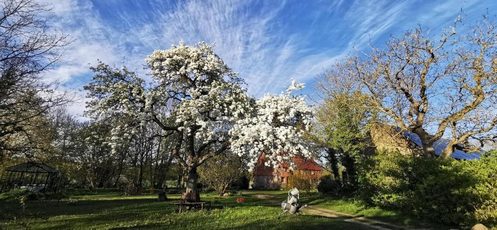 a tree with white flowers on it in a field at Landhaus Lange3 Moderne Kunst in Poitendorf