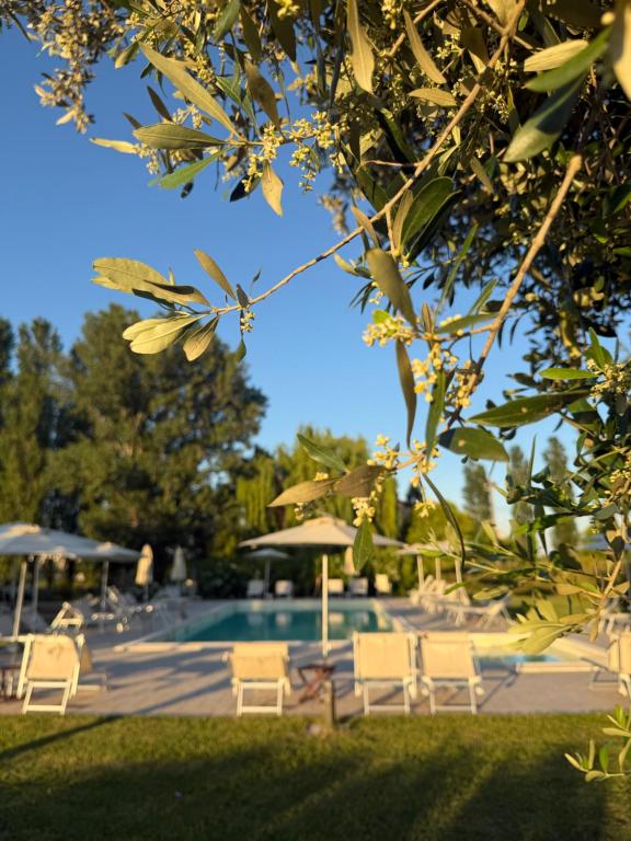 a swimming pool with chairs and umbrellas and a pool at Agriturismo I Bosconi in Cesena