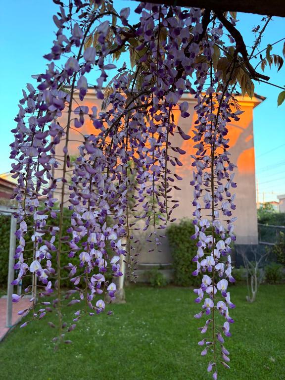 a bunch of purple flowers hanging from a tree at Domus Dafne Apartment in Senigallia