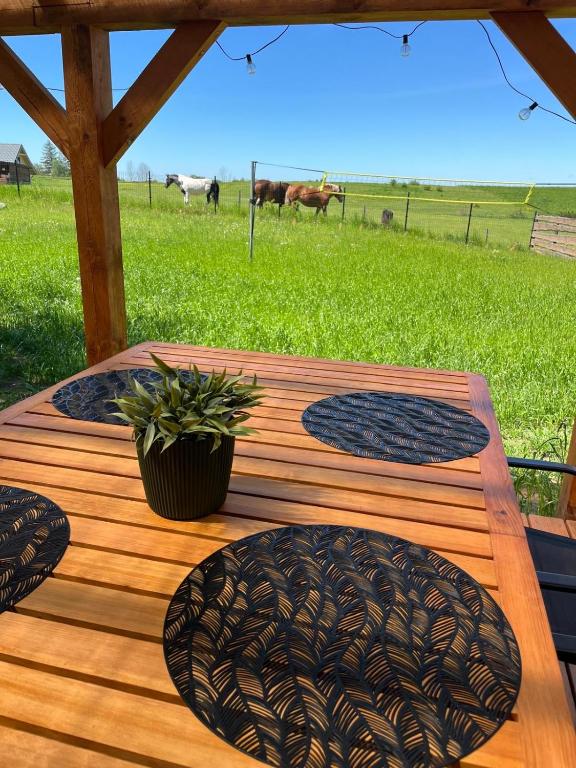 a wooden table with a potted plant on a field at Leśny Zakątek - Mazury - Warmia - jezioro Dadaj in Ramsowo