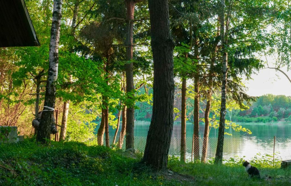 a cat sitting in the grass next to a lake at Mchowa Chata in Słupia