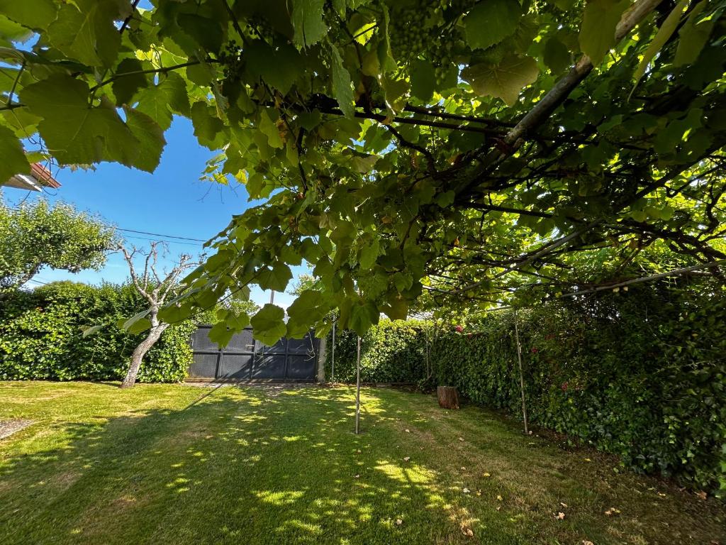 a tree in a yard with a fence at Casa Otilia - Rural - Camino de Santiago - Arzúa in Arzúa