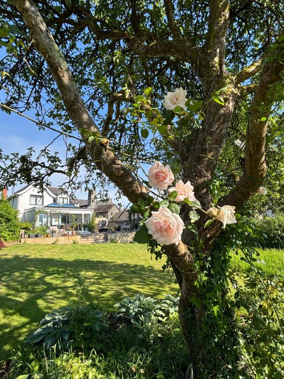 a tree with pink roses on it in a yard at Trelawney in Yelverton