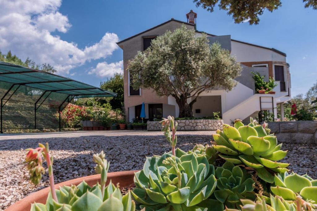 a view of a house from the garden with cactus at Apartments Villa Ana in Palit