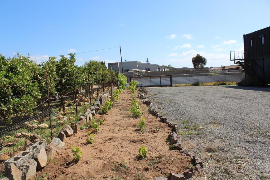 a row of plants in a field next to a road at Casa Xantus in Toros Pintos