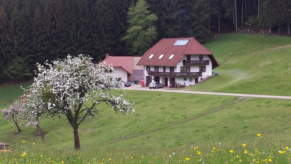 ein Haus auf einem Hügel mit einem Baum auf einem Feld in der Unterkunft Ferienwohnung Ringwald in Biederbach Baden-Württemberg