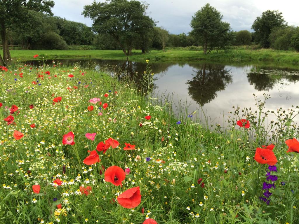 a field of poppies and flowers next to a pond at Ashbrook House Apartments in Dungannon