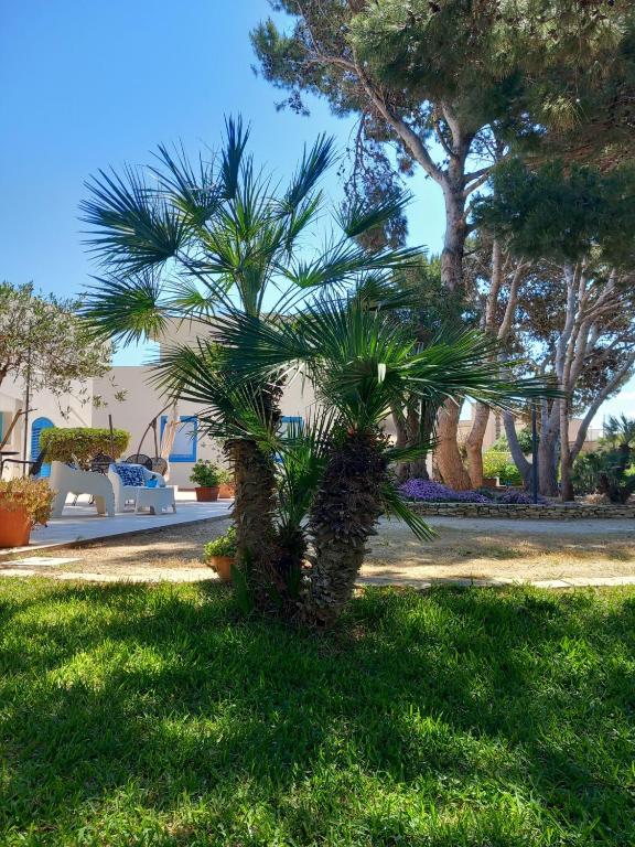 a palm tree in the grass in a park at Blu Vacanze Apartments in Favignana