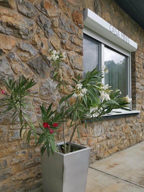 a plant in a pot in front of a stone wall at CASA MINI 5 in Pécs
