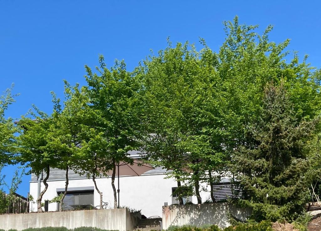 two trees in front of a white house at SweetSuites 40A Lavendelhaus in Mühlhausen