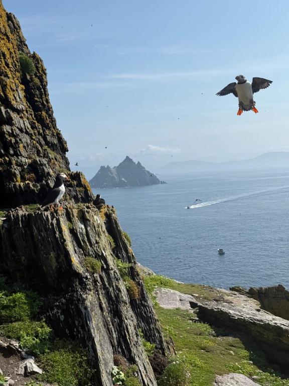 a bird flying over the ocean on a cliff at Skellig Apartment in Portmagee