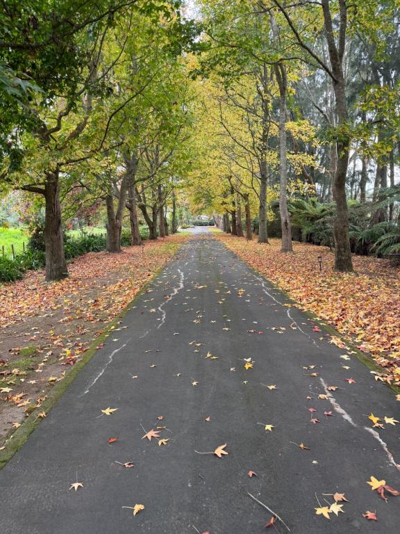 a road lined with trees with leaves on it at Willows Reach Lodge in Kumeu