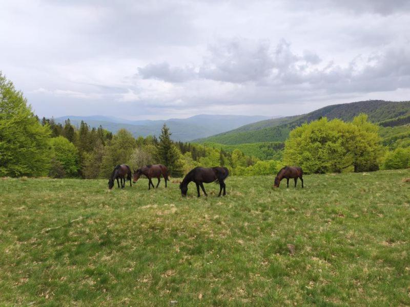Eine Gruppe Pferde grast auf einem Feld in der Unterkunft Poniwiec Mała Czantoria in Ustroń