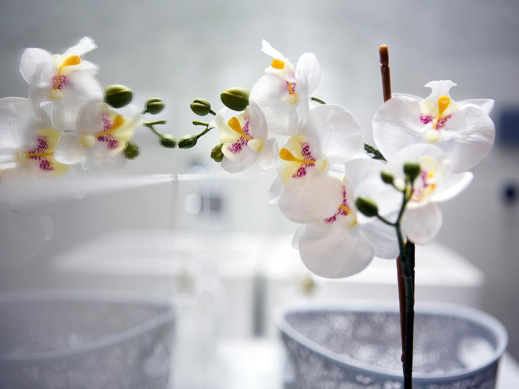 Softly Residence - Resim 45