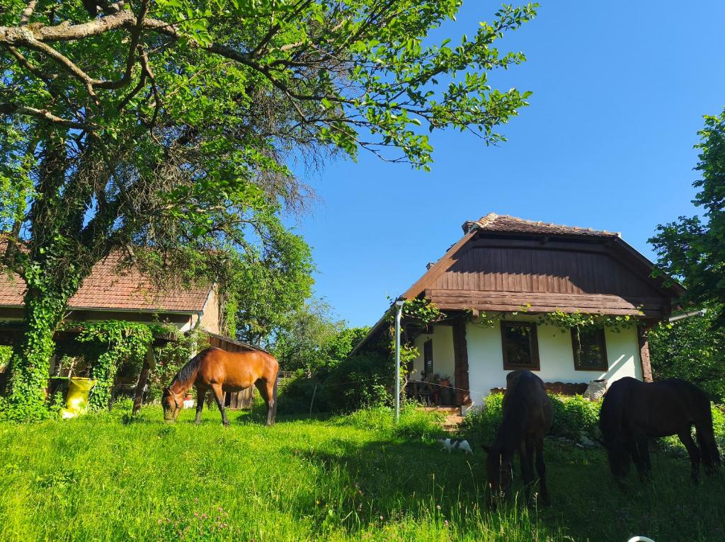 a group of horses grazing in front of a house at Fecskefészek Vendégház Őriszentpéter in Őriszentpéter