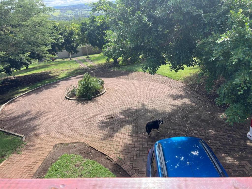 a black dog standing on a brick driveway at Fever Tree B&B in Gonubie Manor