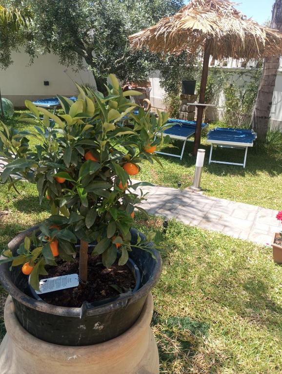 an orange tree in a pot in a yard at Mare&Relax in Mazara del Vallo