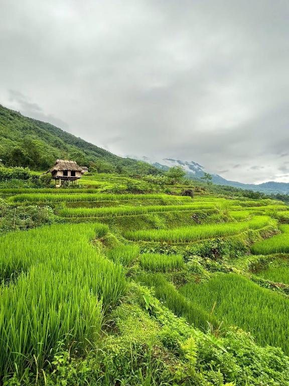 a field of green crops with a house in the background at Puluong Qui E Ora in Lũng Tiềm