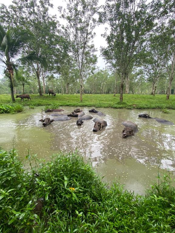 a herd of elephants swimming in a river at Camping Los Búfalos in Guácimo