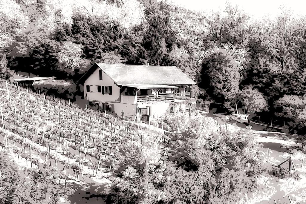 Gîte du WEINBAUM – photo 28