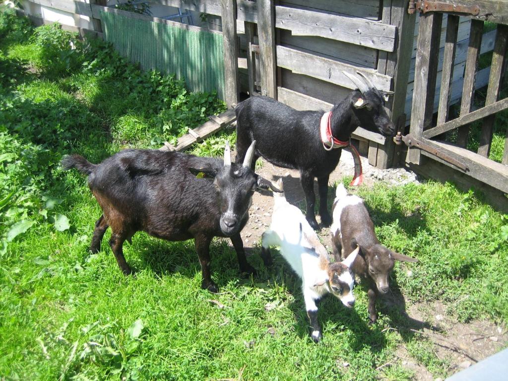 Zvieratá na farme alebo blízkom okolí