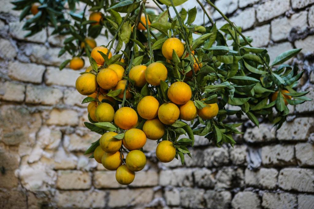 Grand Hotel Capodimonte - Resim 38