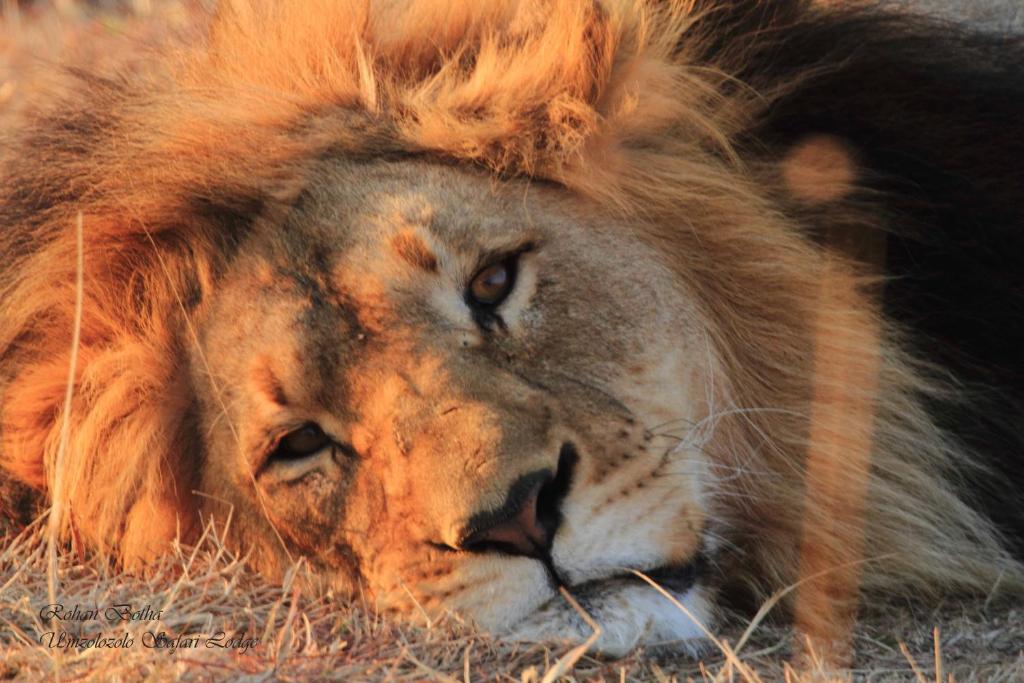 a lion laying down in the grass with a lion beard at Umzolozolo Private Safari Lodge & Spa in Nambiti Private Game Reserve