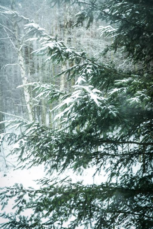 Gosciniec Lizawka - Resim 29