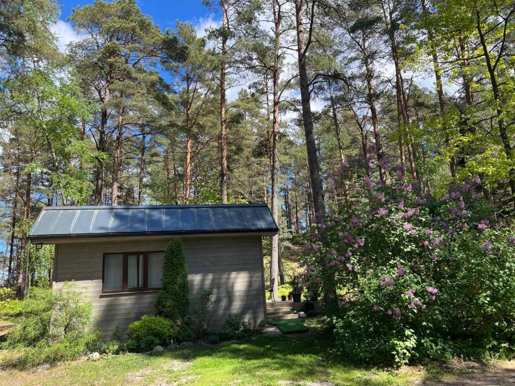 a small house with a solar roof in the woods at Vasara Noānā in Plieņciems