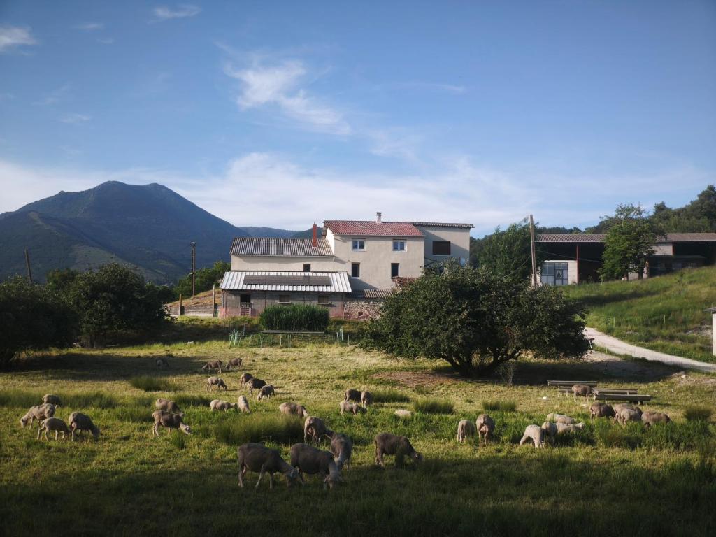 a herd of sheep grazing in a field in front of a house at Gîte des Millets en Baronnies in Rosans