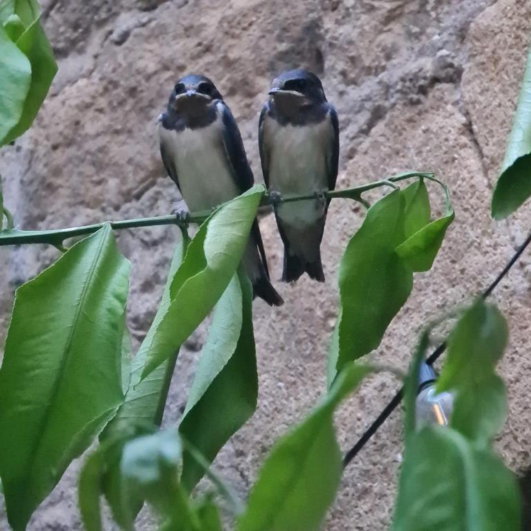 two birds sitting on a branch with leaves at Maison de village à deux pas de la rivière in Remoulins