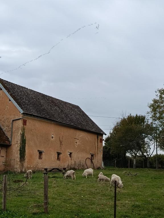a group of sheep grazing in a field next to a building at La fermette de Vrinette in Saint-Vérain