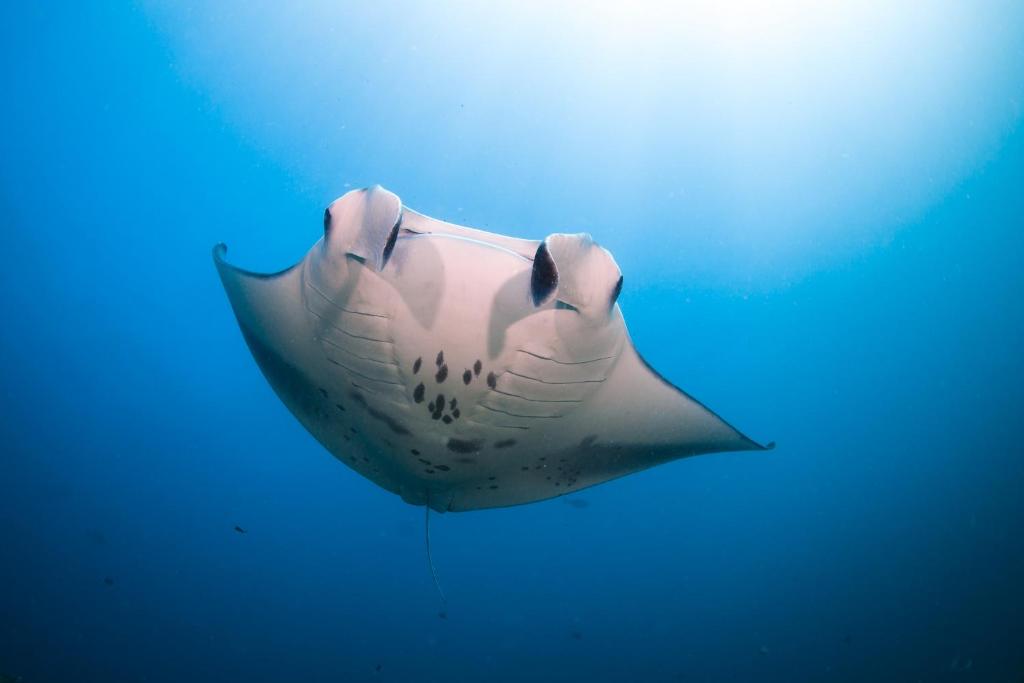 Fotografie z fotogalerie ubytování Six Senses Laamu v destinaci Laamu Atoll