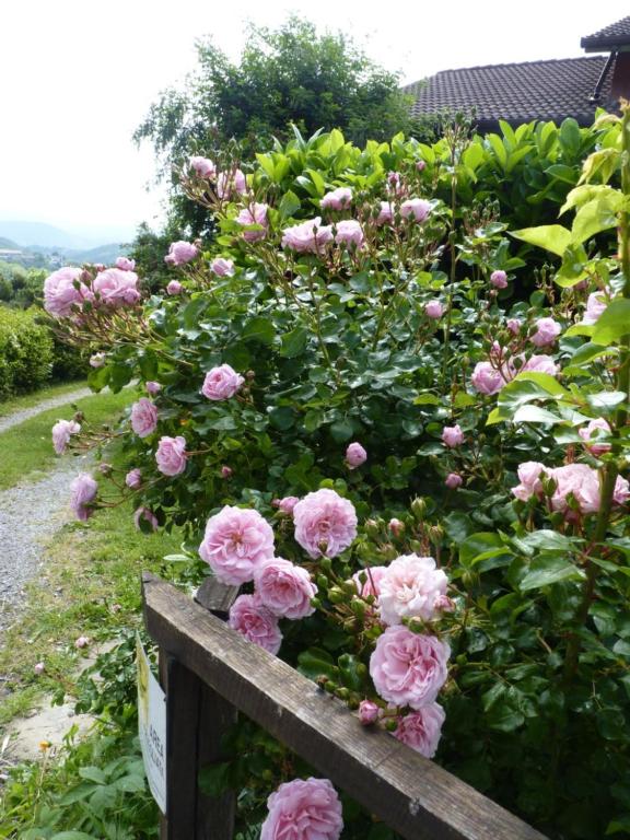 Vonkajšia záhrada v ubytovaní B&B The Roses Garden