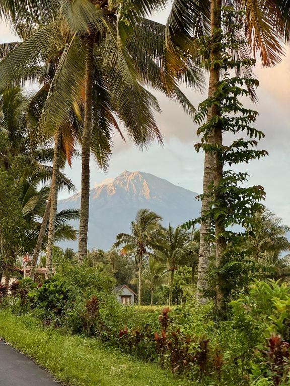 a mountain in the distance with palm trees and a road at Bintang Homestay in Tetebatu
