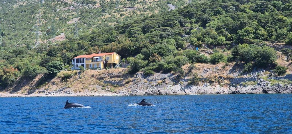 two dolphins swimming in the water in front of a house at Apartments Turina in Sveti Juraj