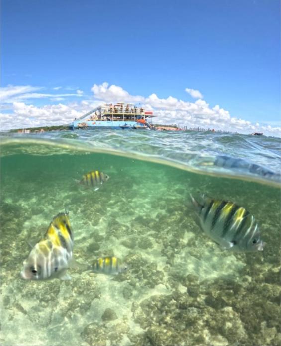 a group of fish swimming in the ocean at Amorim's Family Hostel in Olinda