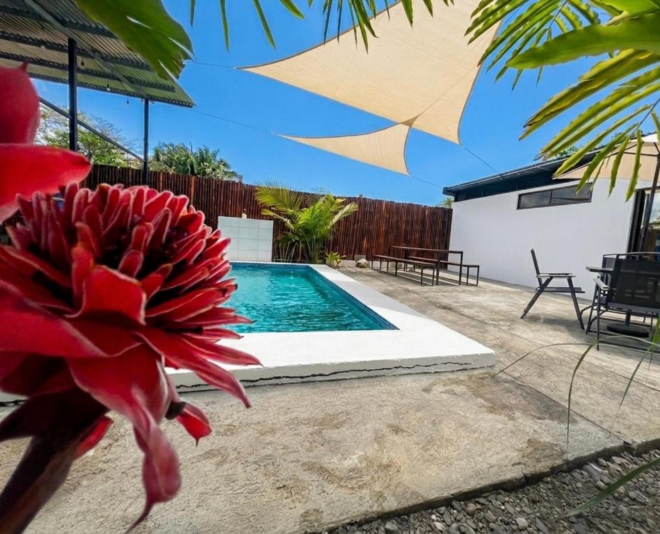a red flower in front of a swimming pool at Agujas hostel in Puerto Jiménez