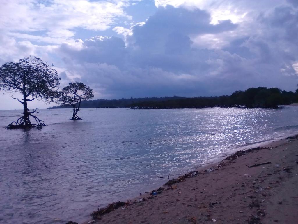 two trees on the shore of a body of water at Coconhuts Beach Resort in Neil Island