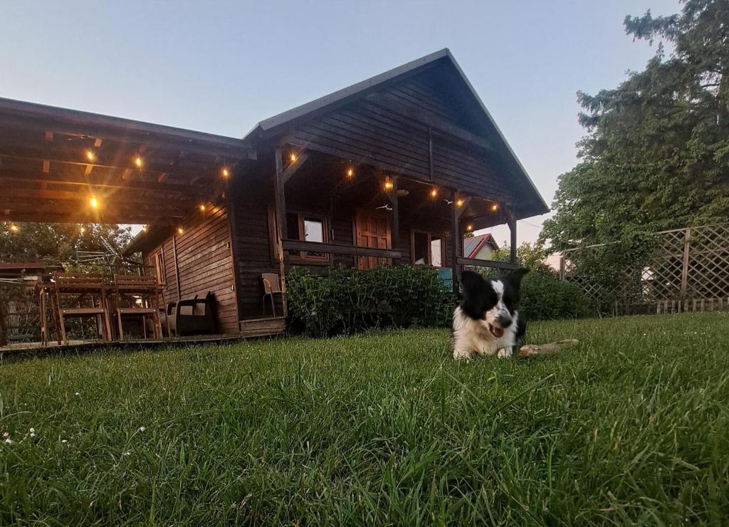 a dog sitting in the grass in front of a house at Domek Zapach Wyspy in Gdańsk