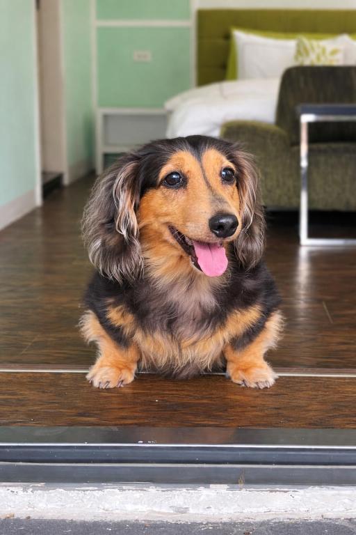 a dog sitting on the floor in a living room at The Tiles Garden Yilan B&B in Dongshan