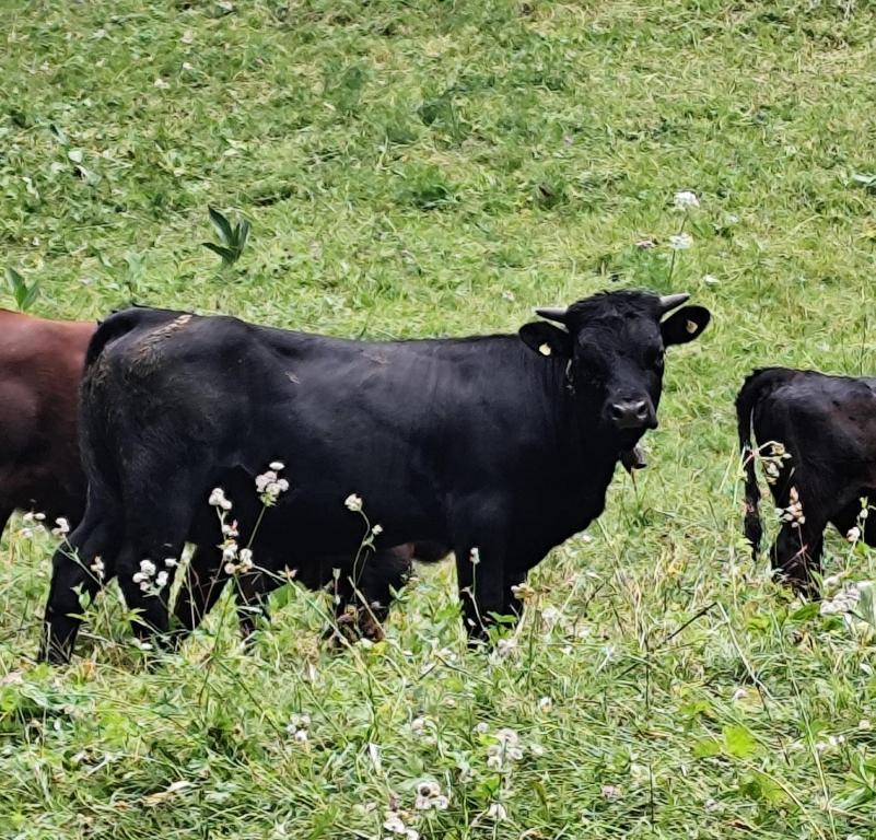 a black cow standing in a field of grass at Beau-Site Anzère in Anzère