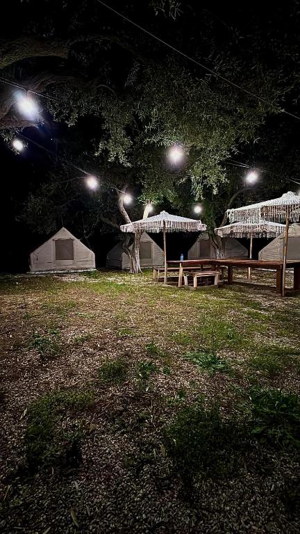a group of tents in a field at night at Bocana Camping Borsh in Borsh