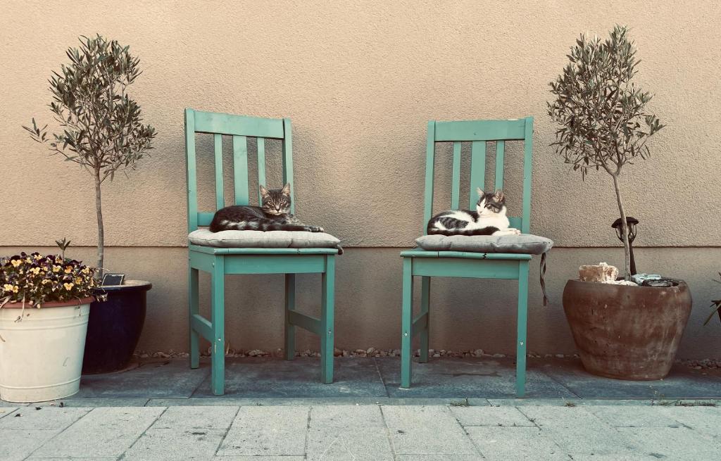 two cats sitting on chairs in front of a wall at Zone 3 in Erfurt