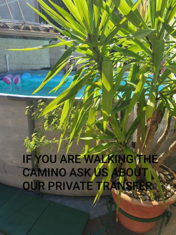 a potted plant with a sign that says if you are walking our anime ask at A Nogueira in Tui