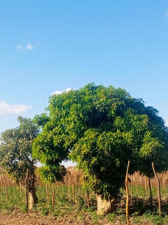 a large tree in the middle of a field at Hope Lodge Kabwe in Kabwe
