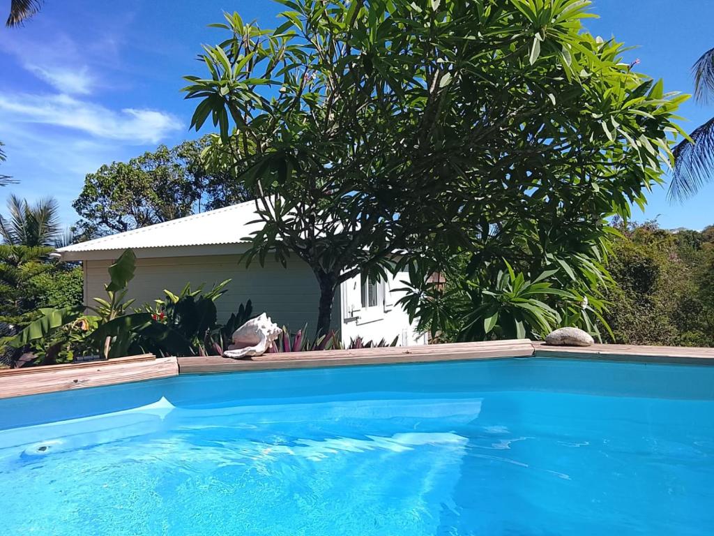 a house with a tree and a swimming pool at Tialba Lodge in Sainte-Anne