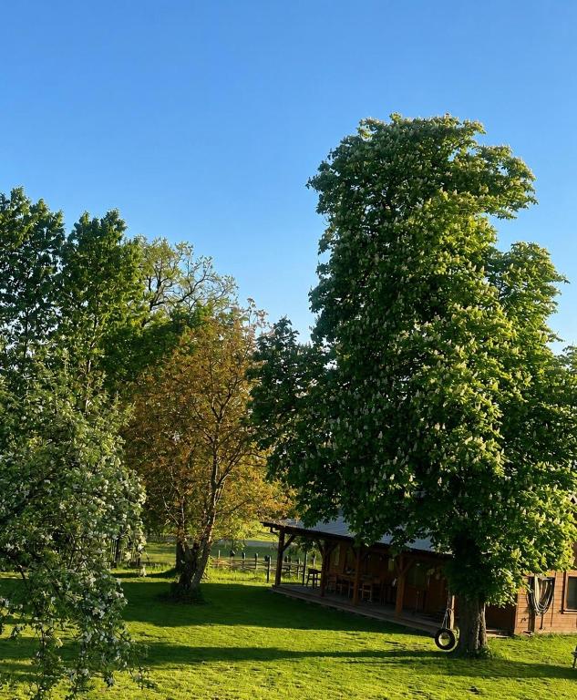 a gazebo in a park with a tree at Poleskie zacisze, domek Bocian, kominek, balia,sauna,wifi in Helenin